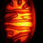 Mitochondrie