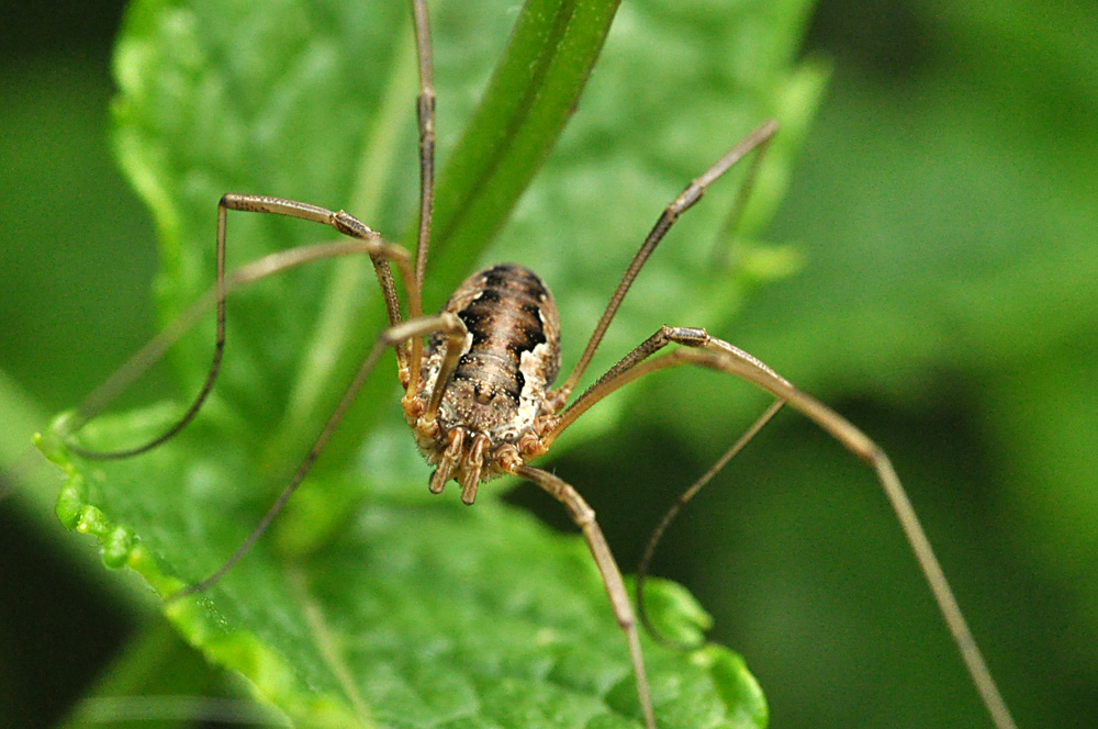 Mitopus Morio, weiblich