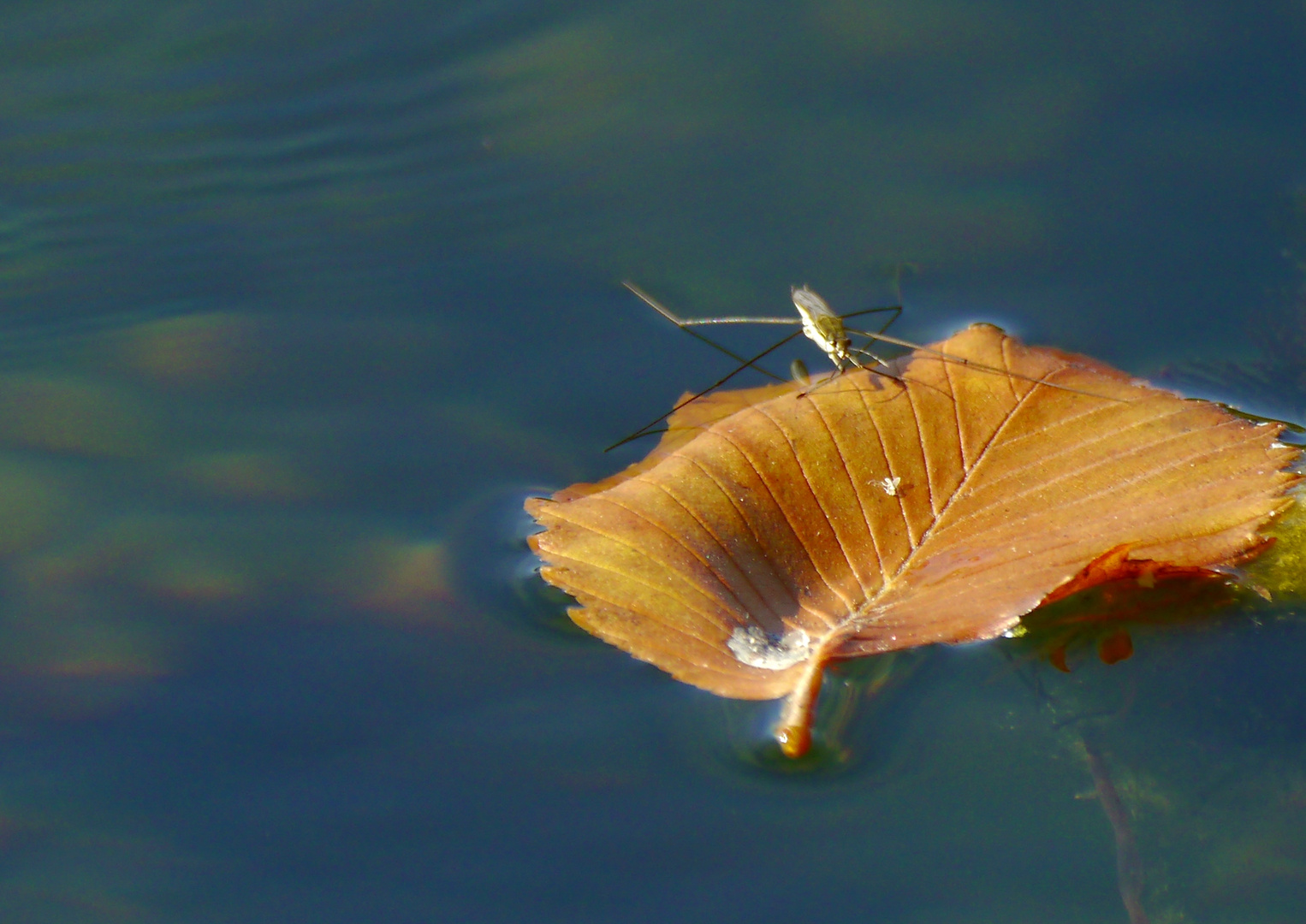 Mitschwimmgelegenheit