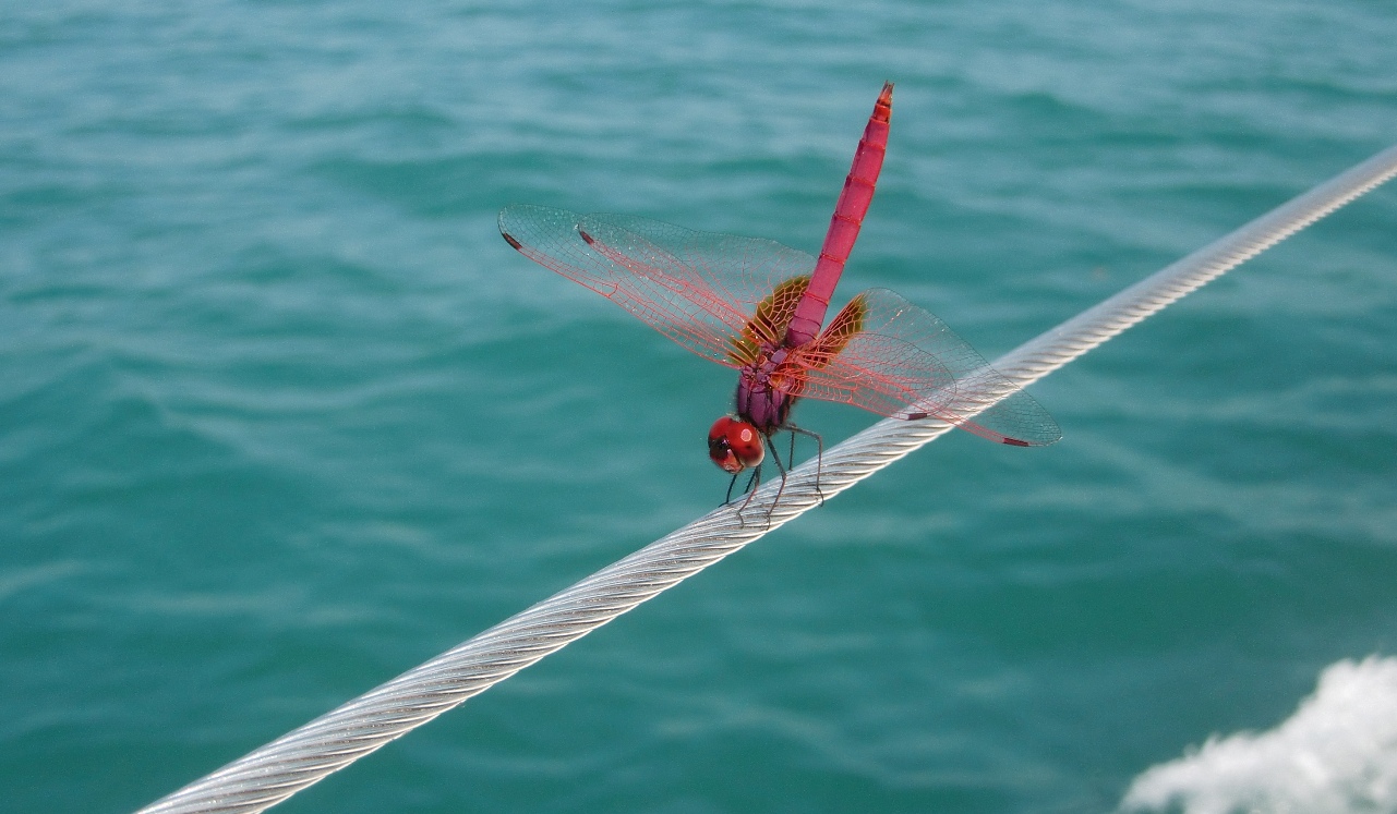 Mitsegler auf Langkawi/ Malaysia