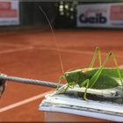 MITSPIELER AUF DEM PLATZ -  BITTE VERGRÖSSERN