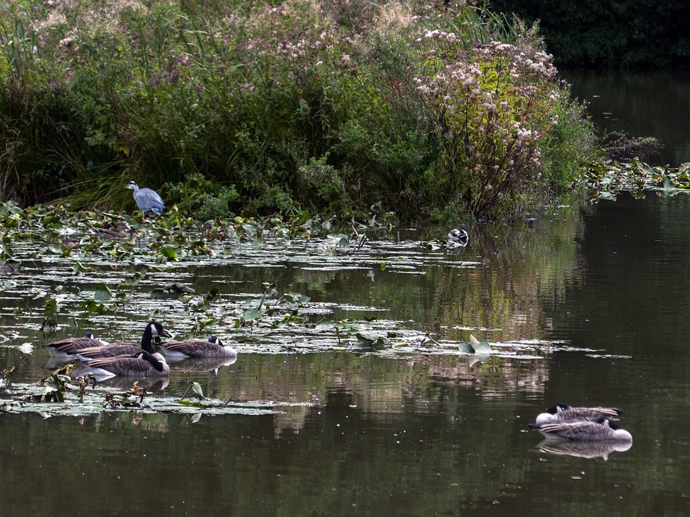 Mittag am Aprather Mühlenteich