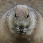 Mittag bei Hagenbeck_01