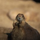 Mittag bei Hagenbeck_03