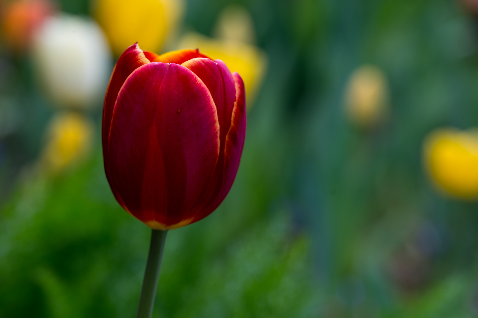 Mittag im Garten