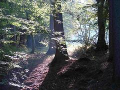 Mittag-Stimmung im Wald