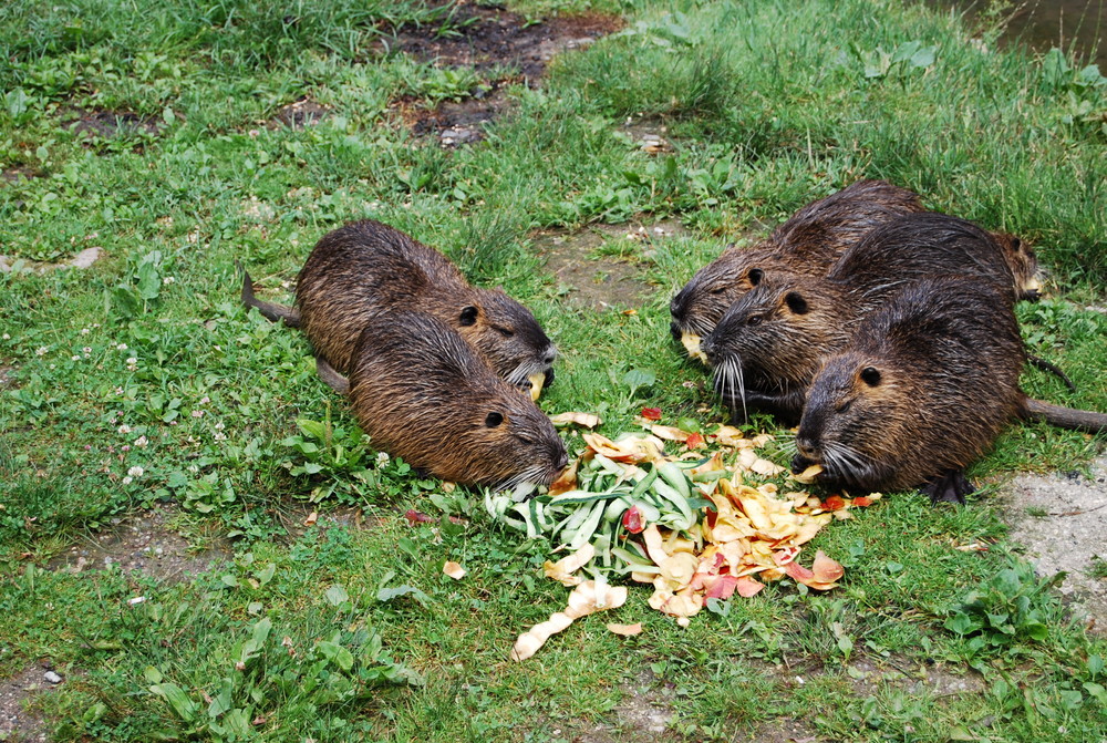 Mittagessen