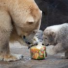 Mittagessen bei den Eisbären