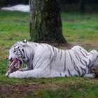 Mittagessen bei den weißen Tigern