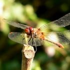 Mittagessen bei Frau Libelle