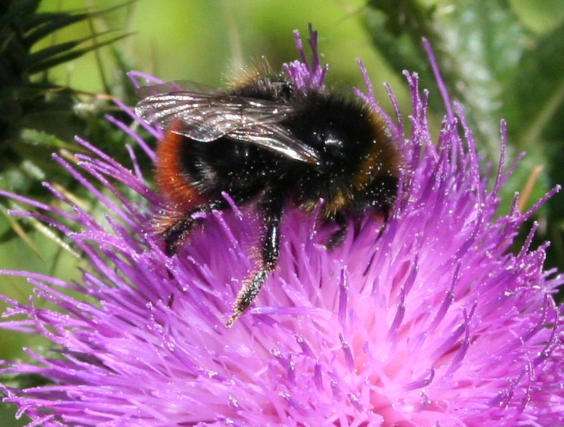 Mittagessen einer Hummel