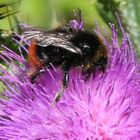 Mittagessen einer Hummel