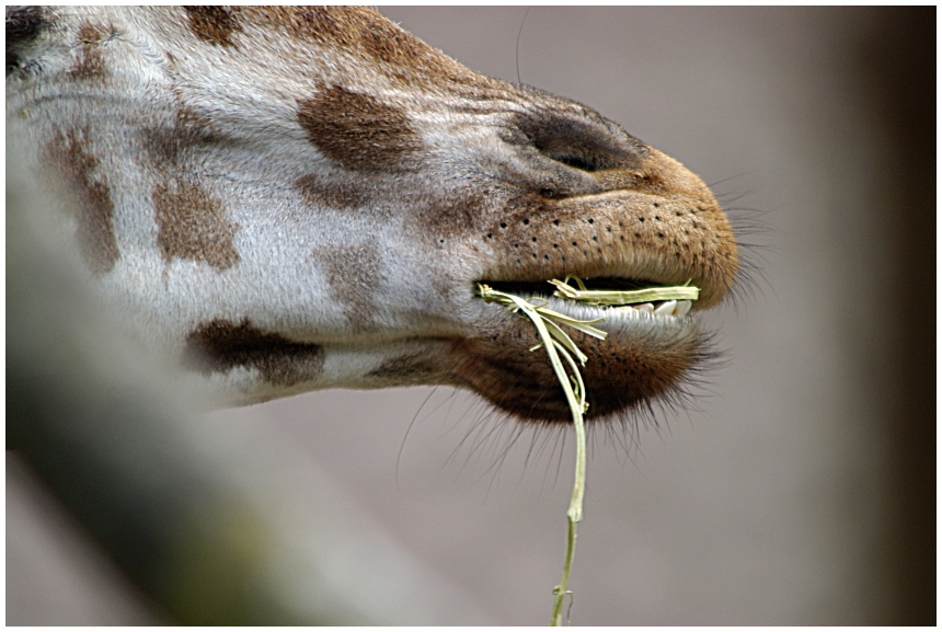 Mittagessen im Zoo