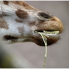 Mittagessen im Zoo