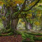 Mittags, 12 Uhr, im Herbst-Märchenwald