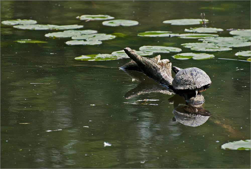 Mittags am Aprather Mühlenteich