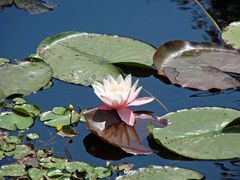 Mittags am Teich