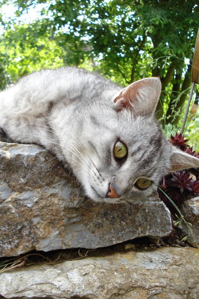 Mittags im Garten