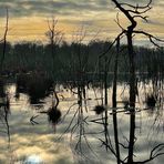 Mittags im Moor