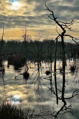 Mittags im Moor