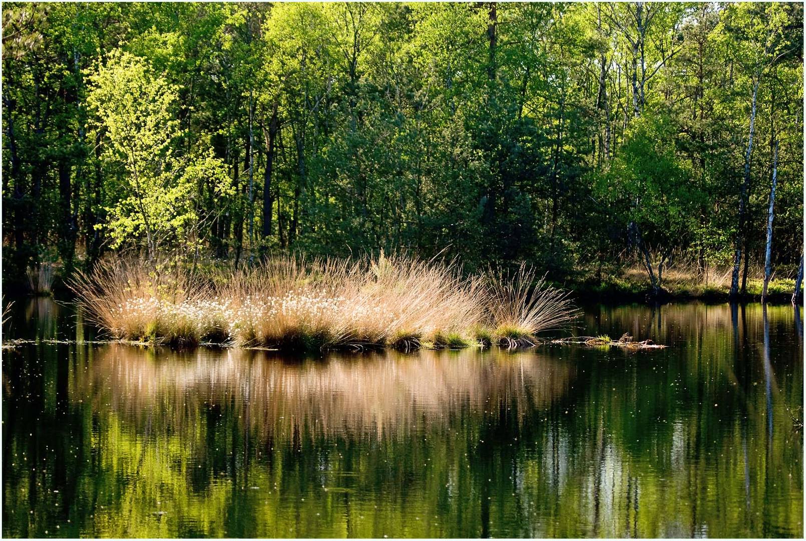 Mittags im Pietzmoor