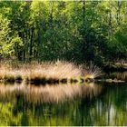 Mittags im Pietzmoor