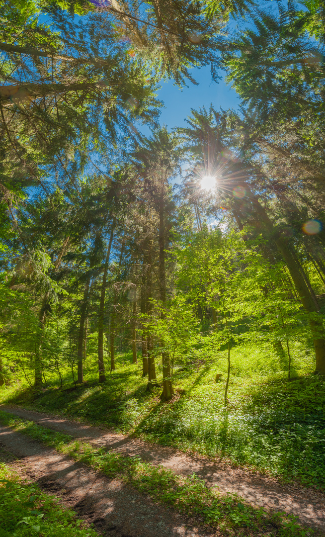 Mittags Im Wald Foto Bild Landschaft Jahreszeiten Natur Panorama Bilder Auf Fotocommunity