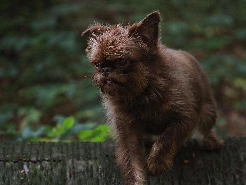 mittags im Wald ...