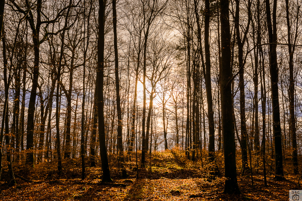 Mittags im Wald