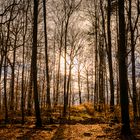 Mittags im Wald