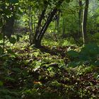 Mittags im Wald