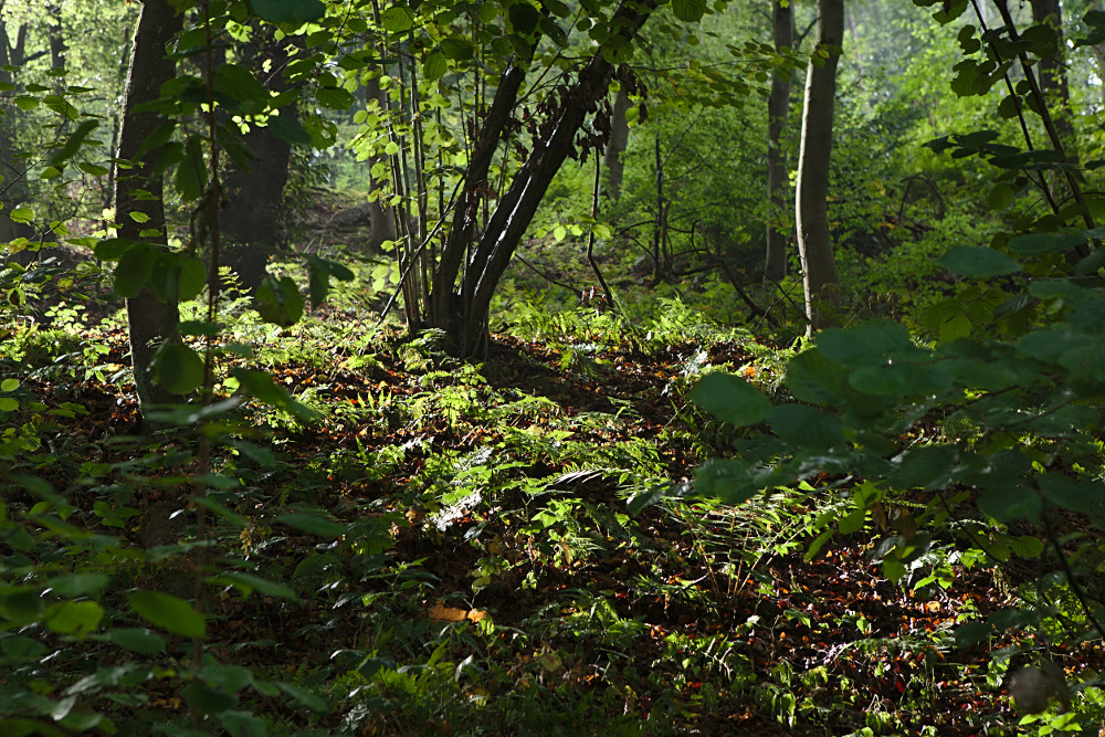 Mittags im Wald