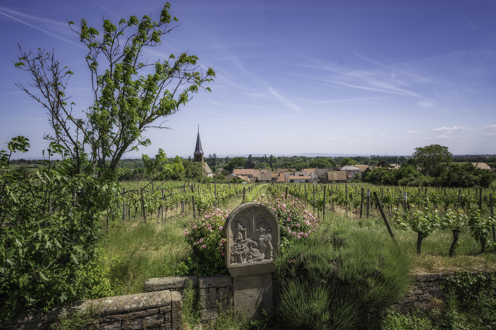 Mittags im Weinberg bei Forst in der Pfalz.