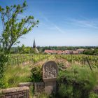 Mittags im Weinberg bei Forst in der Pfalz.