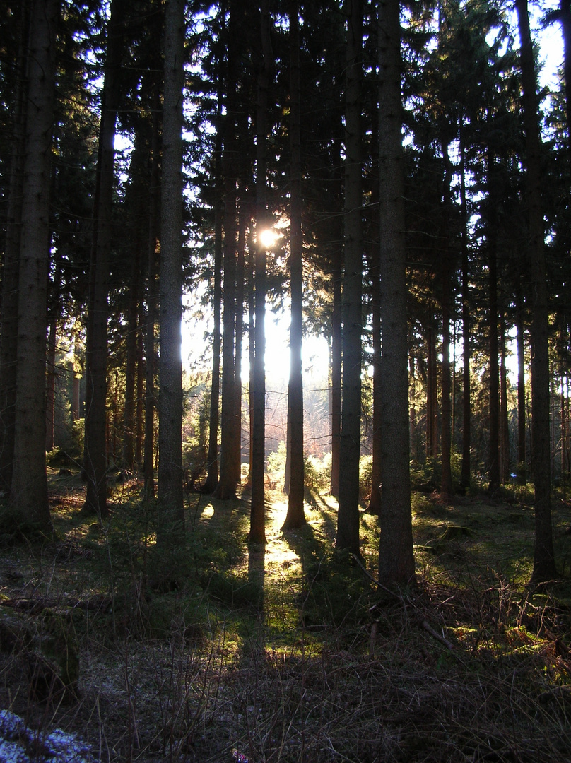 Mittags im Winter im Harz