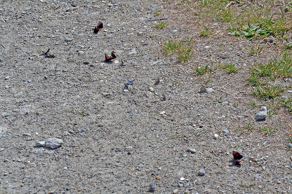 Mittags in 1950 m oberhalb SaasFee, was mag sie hier so reizen ? Sonne oder auch die Mineralien ?