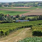 Mittags in Rheinhessen - III -