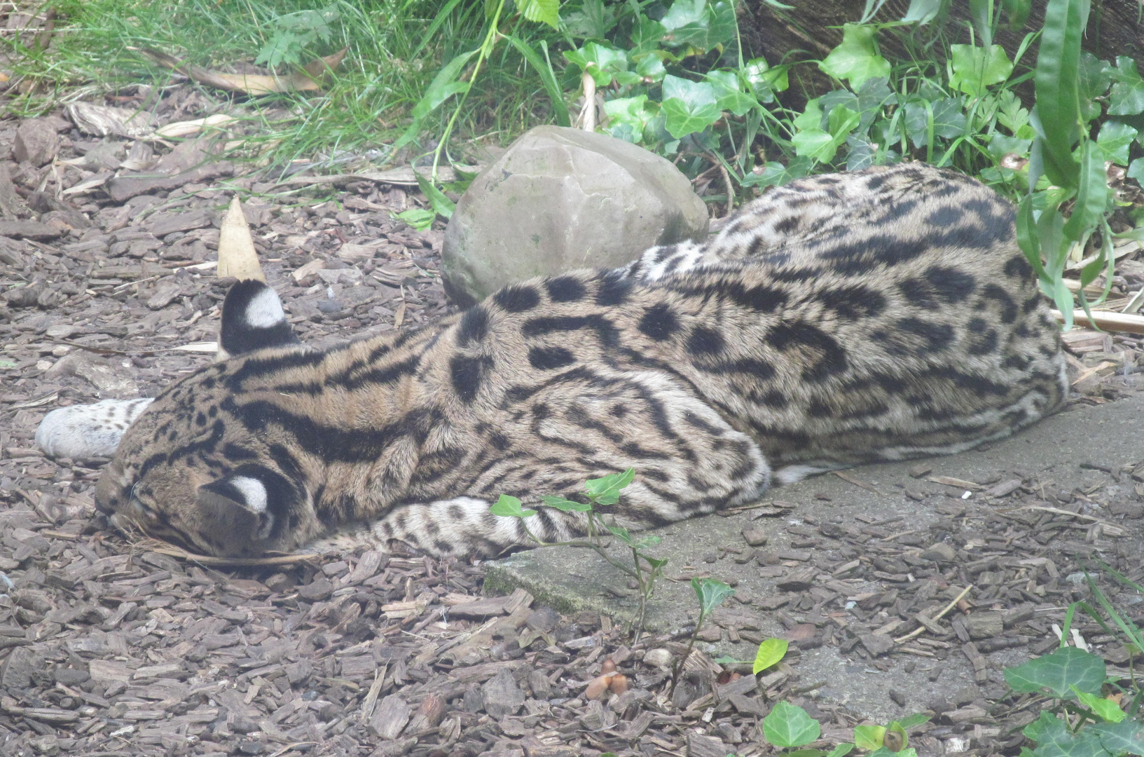 Mittag`s .... Schlaf einer Serval - Katze im Zoo