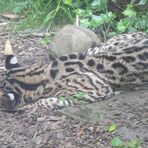 Mittag`s .... Schlaf einer Serval - Katze im Zoo