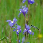 Mittags-Schwertlilie (Moraea sisyrinchium)