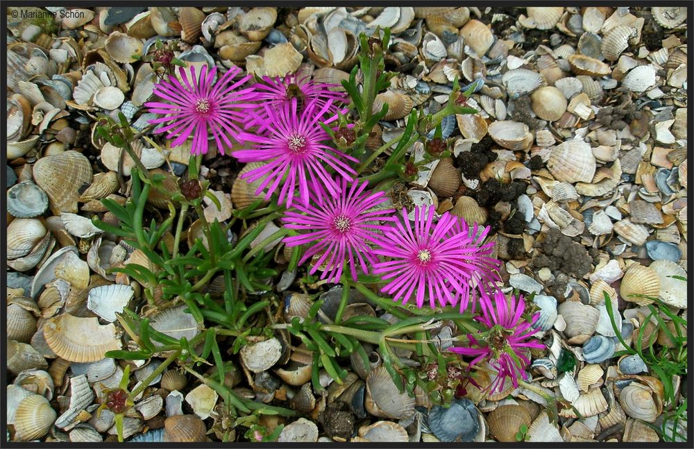 Mittagsblümchen...