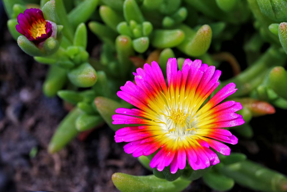 Mittagsblümchen