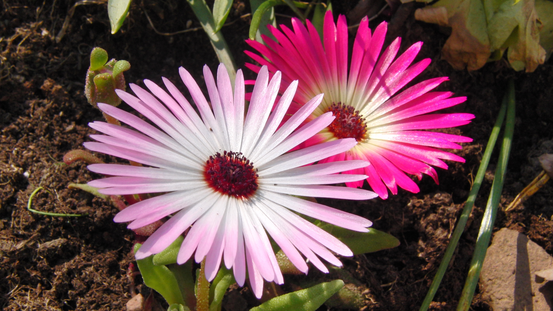 Mittagsblümchen