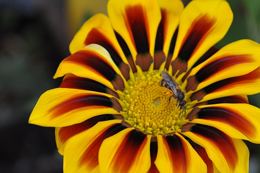 " Mittagsblümchen"