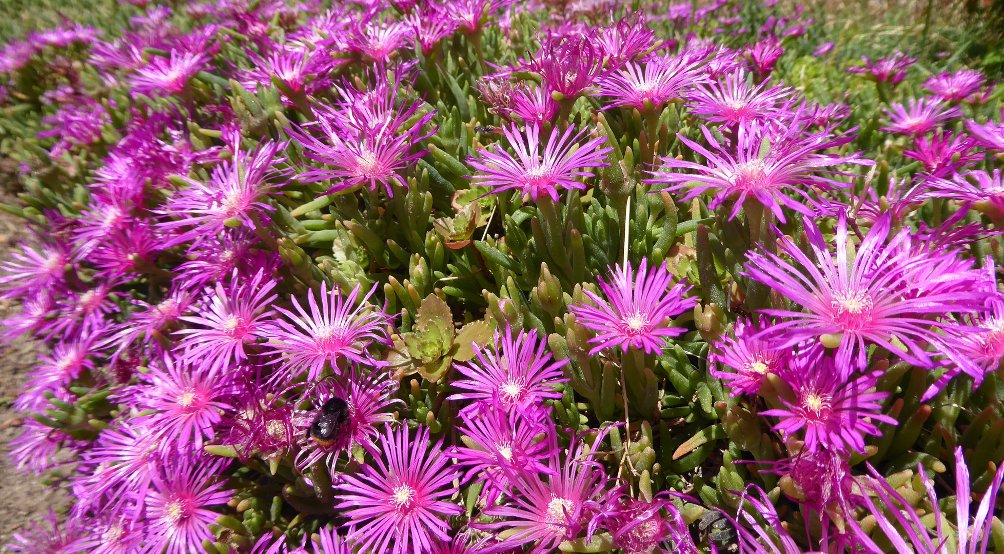 Mittagsblümchen als Mittwochsblümchen