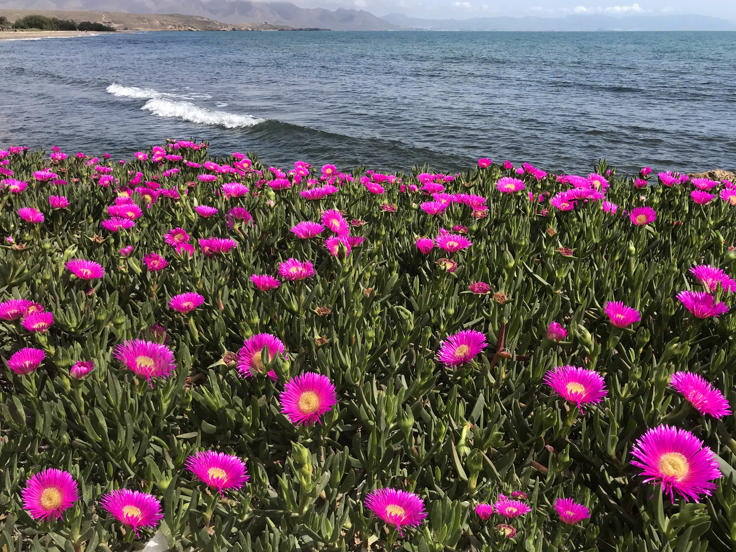 Mittagsblümchen am Meer