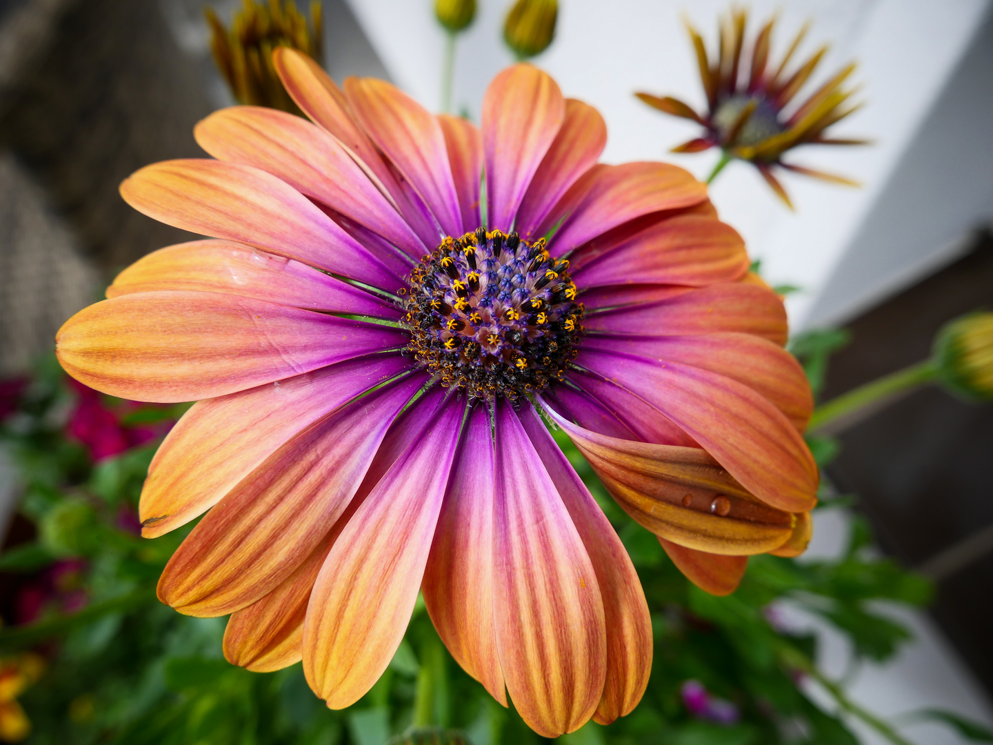 Mittagsblümchen am Mittwoch