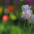 Mittagsblümchen aus dem Garten