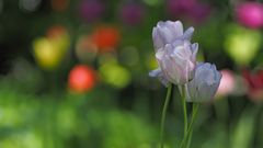 Mittagsblümchen aus dem Garten