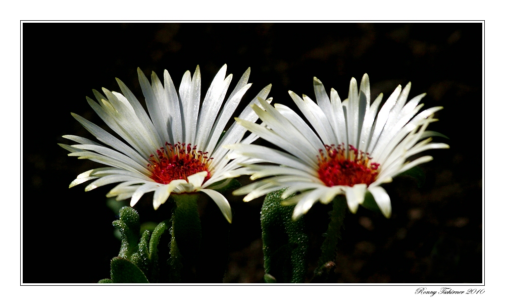 Mittagsblümchen